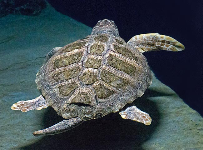 Caretta caretta, Cheloniidae, tartaruga comune