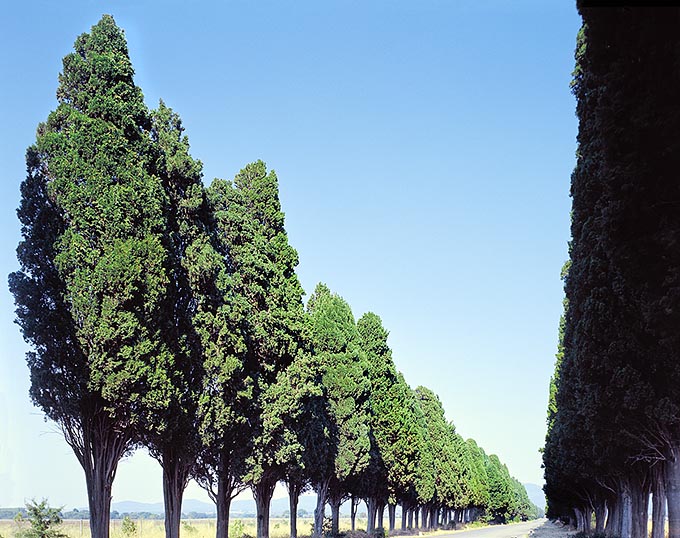 The famous Bolgheri alley celebrated by the Italian poet and writer Giosuè Carducci. It's the Cupressus sempervirens var. sempervirens, now endangered by a serious fungal disease caused by Seiridium (Coryneum) cardinale © Mazza