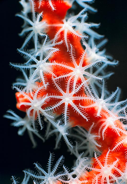 Corallium rubrum, Coral rojo, Anthozoa