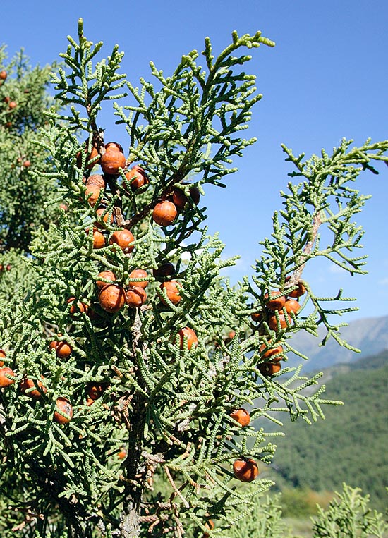  Juniperus phoenicea est une espèce euro-méditerranéenne d'une grande longévité et 3-8 m de haut. Vit dans les zones côtières de maquis rocheux, surtout calcaires, et garrigues très pauvres © Giuseppe Mazza