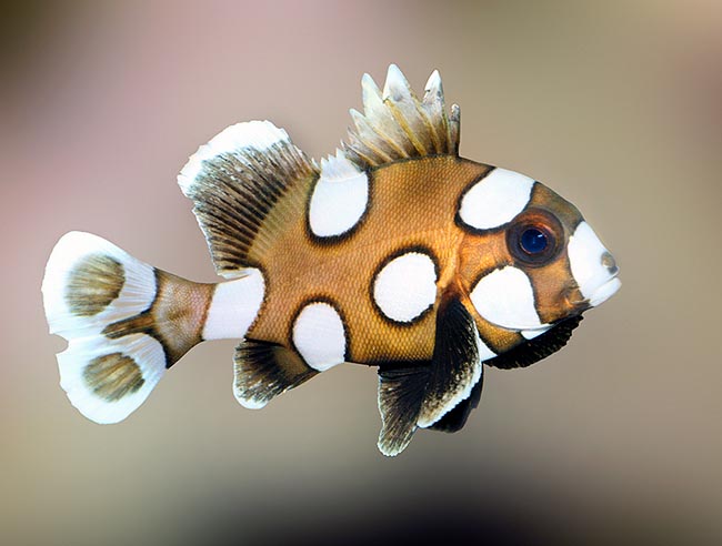 Too caught, to finish miserably in the domestic aquaria, Plectorhinchus chaetodonoides is at home in the Indo-Pacific tropical waters where it wears this odd clown livery up to about 10 cm of size © Giuseppe Mazza