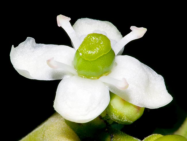 Ilex aquifolium est une espèce dioïque, il porte des fleurs mâles et femelles sur des plantes séparées. Ici une fleur du beau sexe à la corolle blanche avec des vestiges typiques de l'androcée. Les fleurs mâles, aux pétales bordés de rouge, présentent des vestiges du gynécée et il existe aussi des fleurs hermaphrodites © Giuseppe Mazza