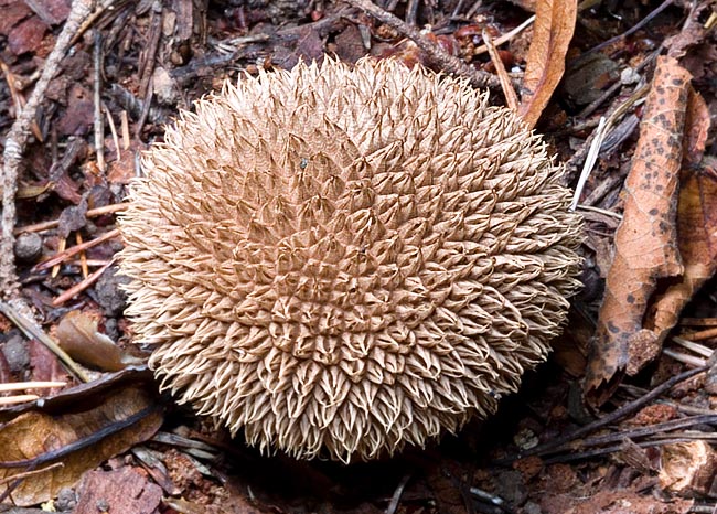 Easy to recognize due to the hedgehog look, is edible when young, quills removed © Giuseppe Mazza