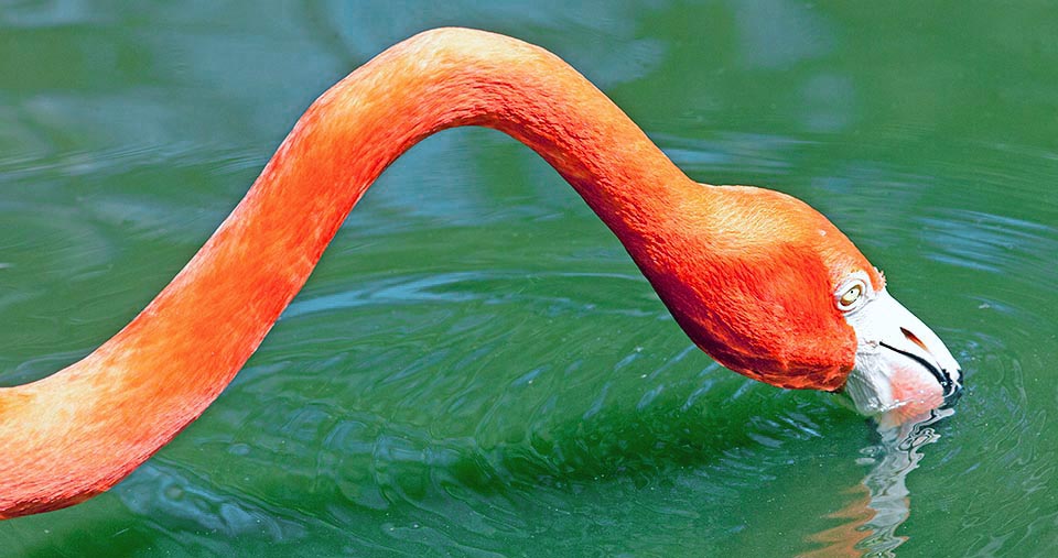 Phoenicopterus ruber, Phoenicopteridae, Flamant rouge