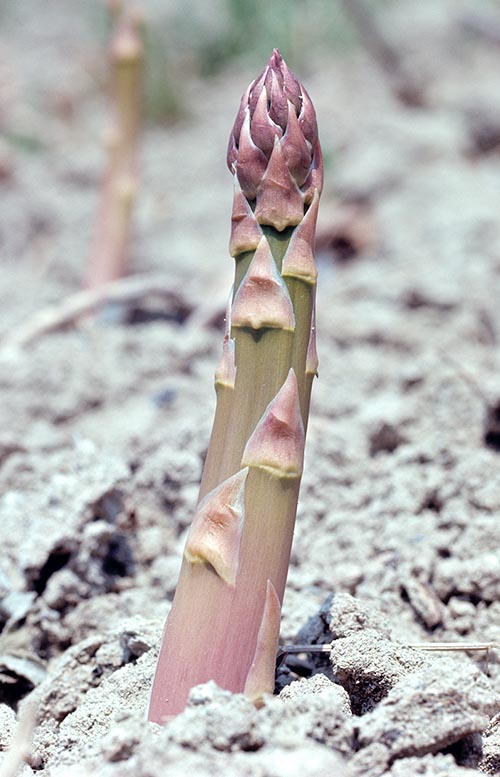 Le turion d’asperge est un légume pour gourmets, mais il ne faut pas en abuser © Mazza