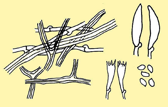 Fomitopsis pinicola generative and binding hyphae, basidia, cystidioles and spores © Angeli