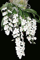Aerangis luteoalba var. rhodosticta - Monaco Nature Encyclopedia