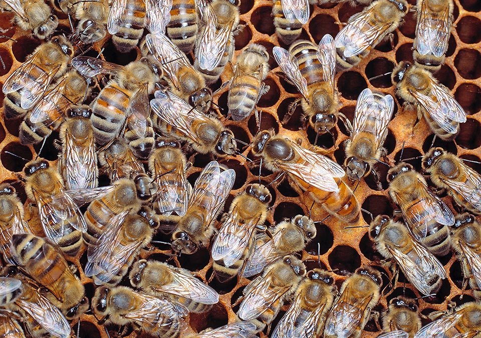 When a queen is born, at centre on right of the photo, it swarms with the workers and the drones for founding a new colony © Giuseppe Mazza