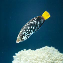 Anampses meleagrides Monaco Nature Encyclopedia