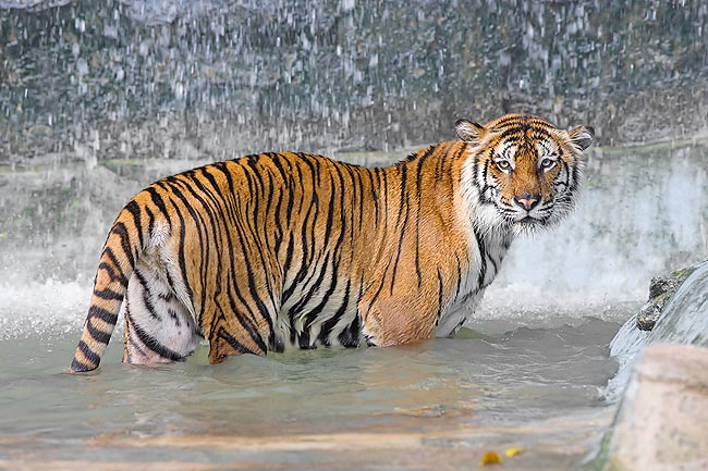 Contrairement au chat, le tigre aime l'eau et surprend ses proies quand celles-ci s'abreuvent © Giuseppe Mazza