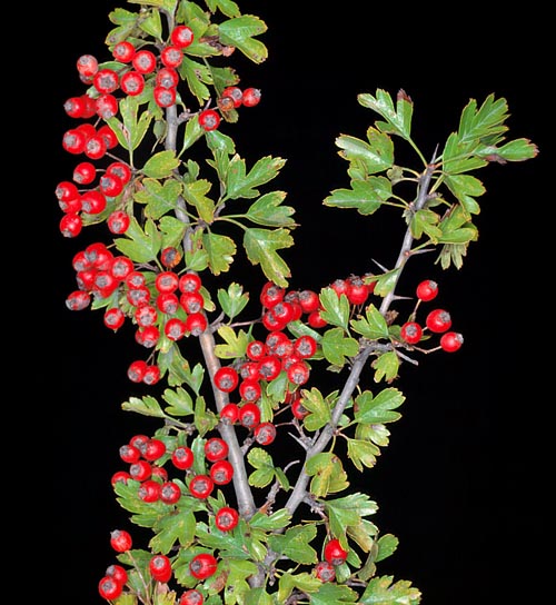 Crataegus monogyna, Rosaceae, Biancospino