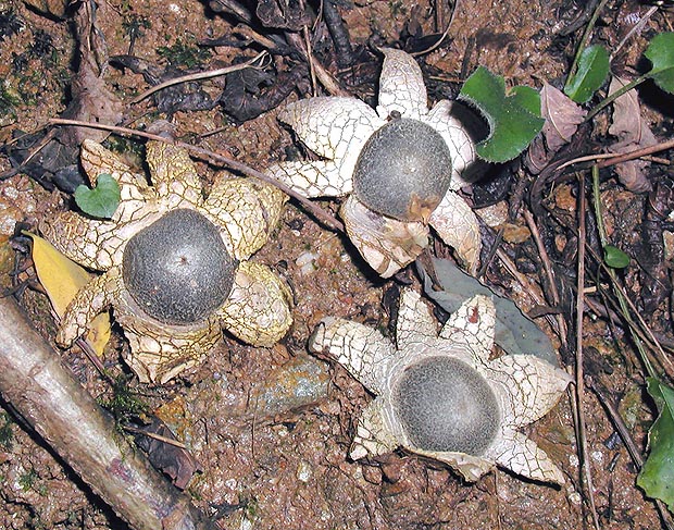 Astraeus hygrometricus, Astraeaceae