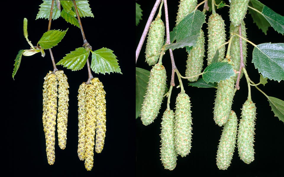 A gauche, un amentum femelle et les amentums mâles chargés de pollen. A droite des amentum femelles matures © Giuseppe Mazza