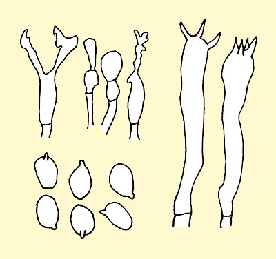 Armillaria mellea: left, cystidia and spores; right, basidia © Angeli