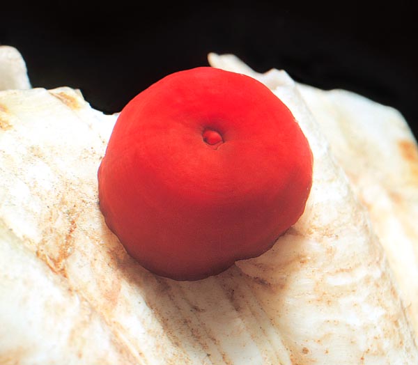 A tentacoli retratti, durante la digestione, assume invece la forma di un pomodoro © Giuseppe Mazza