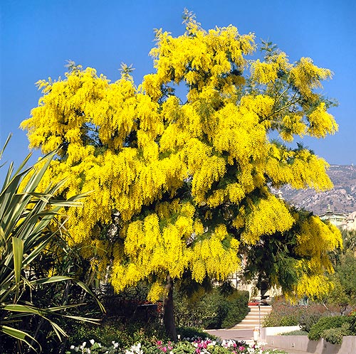 La Acacia dealbata es una planta de gran valor ornamental © Giuseppe Mazza