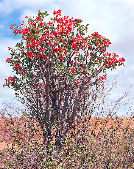 Adenium obesum en hábitat en el este de Africa © Giuseppe Mazza