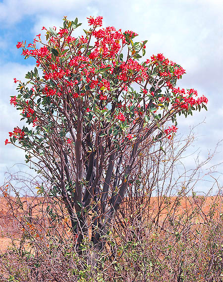 Adenium obesum in natura nell’Est Africa © Giuseppe Mazza