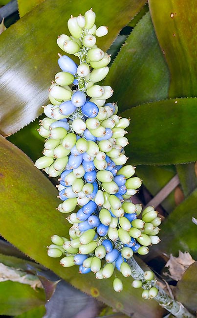 Aechmea mexicana, Bromeliaceae