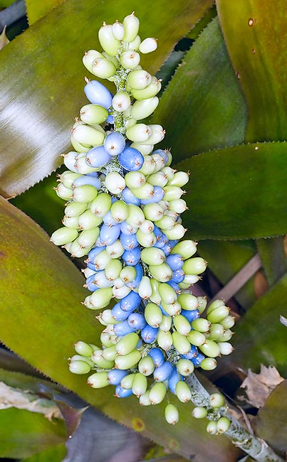 Aechmea mexicana, Bromeliaceae, piñuela