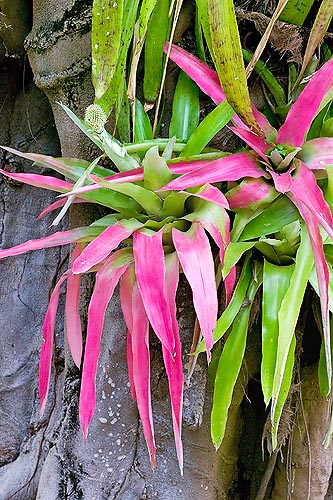 Aechmea pectinata, Bromeliaceae 