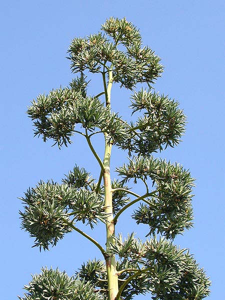 Caídas las flores, desarrolla bulbillos en la base del pedúnculo floral © Mazza