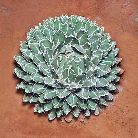 40-45 cm rosettes. When 30, it produces a 4 m tall spike then dies © Mazza