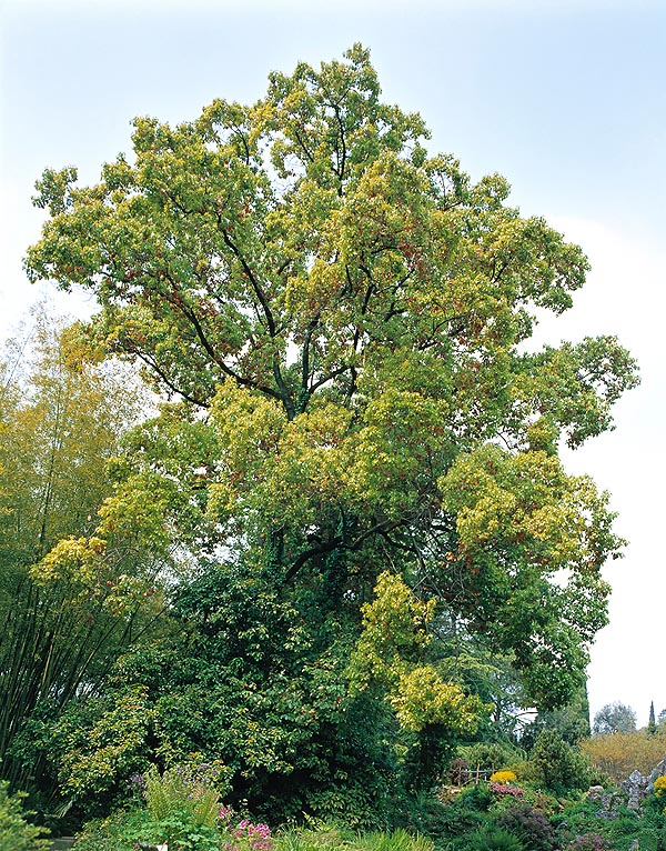 El Cinnamomum camphora puede alcanzar los 40 m de altura. Las hojas jóvenes son rojo púrpura © Mazza