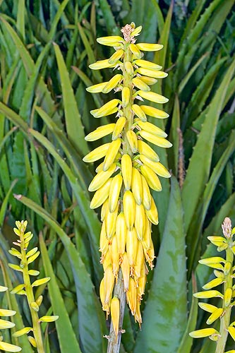 Aloe vera