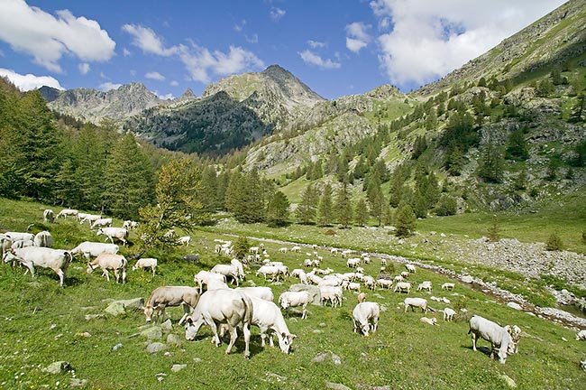 Mountain meadows with White Modena Bos taurus walking even on heaps of stones © Giuseppe Mazza