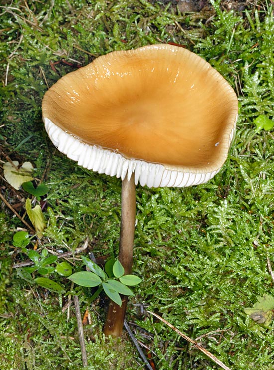 Alta 6-15 cm, la Hymenopellis radicata ha un cappello convesso e poi piano di 3-4 cm © G. Mazza