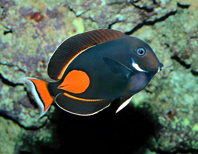 Acanthurus achilles, Chirurgien Chirurgien à tache rouge, chirurgien d’Achille, chirurgien d’Achille, chirurgien à queue rouge, Acanthuridae Acanthurus achilles, Chirurgien Chirurgien à tache rouge, chirurgien d’Achille, chirurgien d’Achille, chirurgien à queue rouge, Acanthuridae