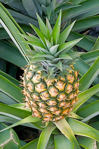 Ripening syncarp of Ananas comosus © Giuseppe Mazza