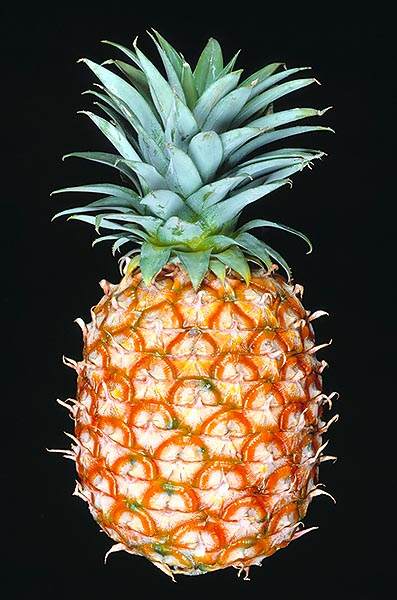 Ananas comosus © Giuseppe Mazza