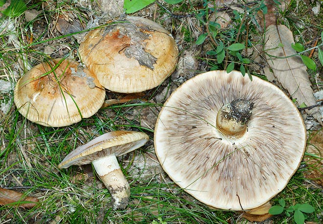 Tricholoma acerbum, Tricholomataceae, durello, castagnaccio, castagnolo, amaretto, fungo della carne, orellone, gozzi