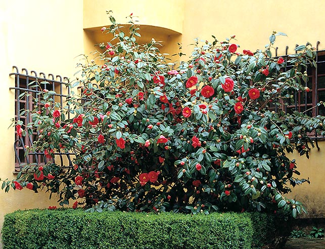 Si bien en general es más baja, la Camellia japonica puede alcanzar los 10 m de altura © Giuseppe Mazza
