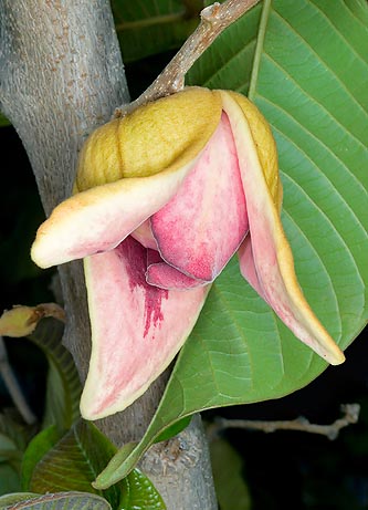 I fiori solitari, profumati con 6 petali rosa porpora © Giuseppe Mazza