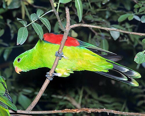 L'Aprosmictus erythropterus è di casa in Australia e Nuova Guinea © Giuseppe Mazza