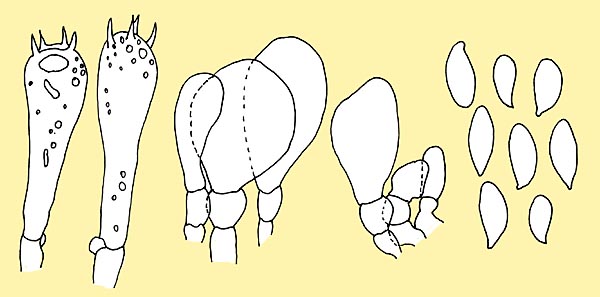 Basides, Cheilocystides et spores © Pierluigi Angeli