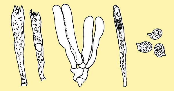 Lactarius piperatus basidia, basidioles, cystidia and spores © Pierluigi Angeli