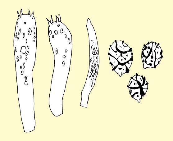 Lactarius deliciosus: basidios, queilocistidios, pleurocistidios y esporas © Pierluigi Angeli