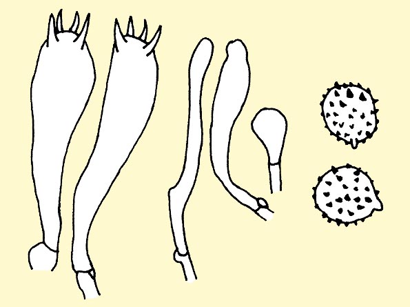 Basides, cystides et spores de Laccaria amethystina © Pierluigi Angeli