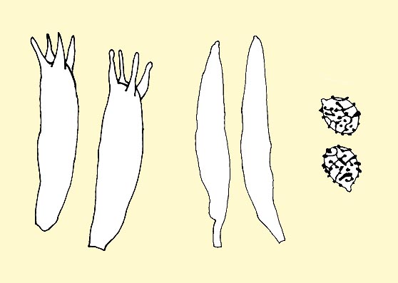 Russula mairei basidia, cystidia and spores © Pierluigi Angeli