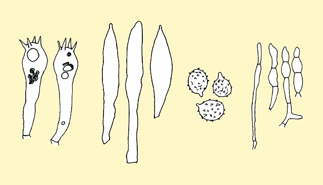 Russula vesca basidia, cystidia, spores and pileipellis © Pierluigi Angeli