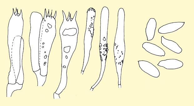 Basidi, pleurocistidi e cheilocistidi, e spore di Chroogomphus rutilus © Pierluigi Angeli