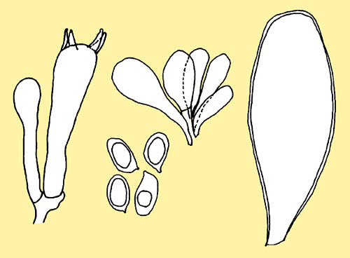 Basidium, spores, pileipellis and pleurocystidia of Hymenopellis radicata © P. Angeli