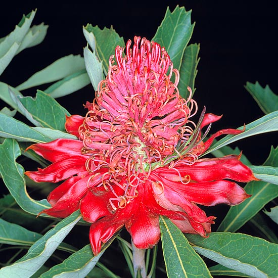 Emblème floral de la Nouvelle-Galles du Sud, elle est belle aussi en fin de floraison © G. Mazza