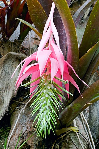 One of the most showy and imposing Billbergia © Mazza