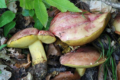 jpg_Boletus_regius.jpg