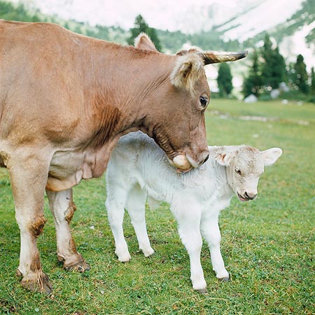Mucca con vitello appena nato © Giuseppe Mazza